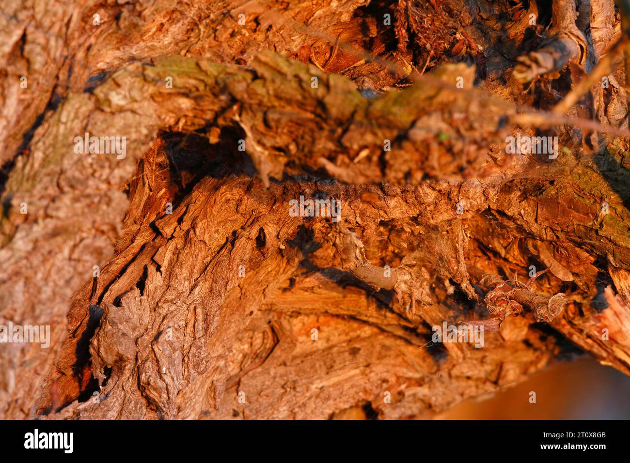 Detail der Struktur der Rinde einer Weide, Naturpark Peenetal Flusslandschaft, Mecklenburg-Vorpommern, Deutschland Stockfoto