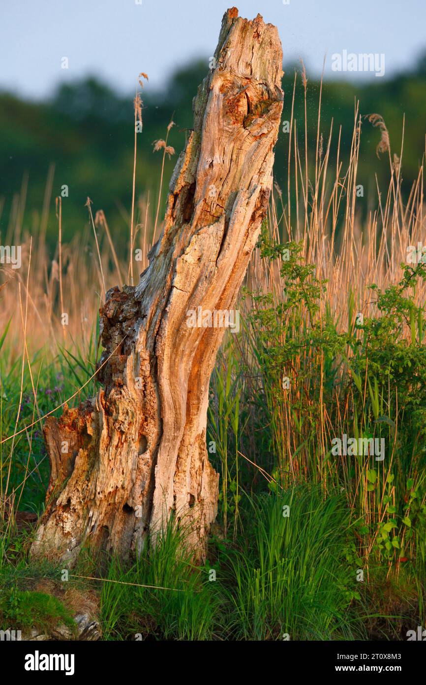 Deadwood, sekundärer Lebensraum, Überbleibsel eines Baumes, Naturpark Peene Valley River Landscape Park, Mecklenburg-Vorpommern, Deutschland Stockfoto