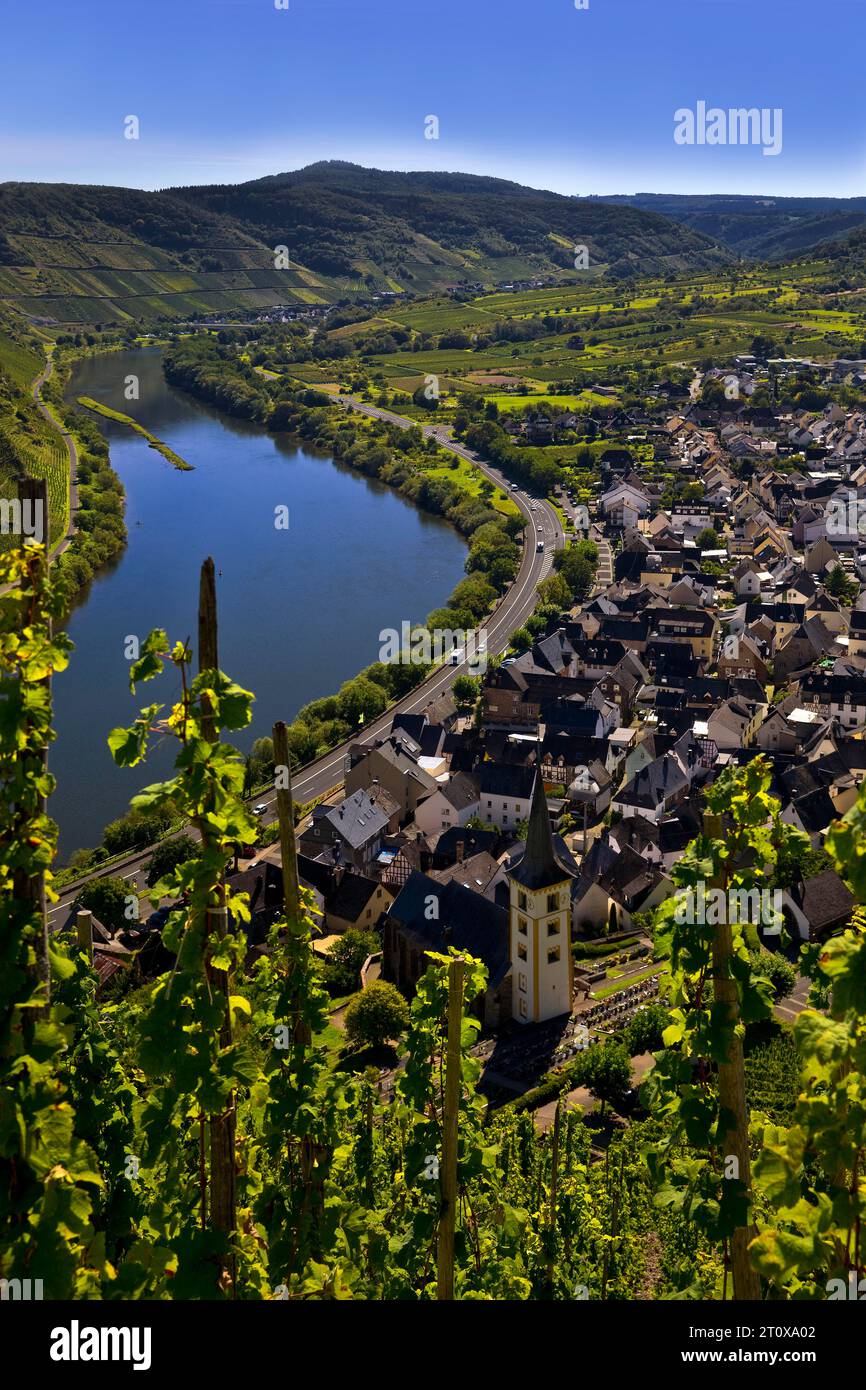 Moselschleife mit Weinbergen und Kirche Saint Laurentius vom Klettersteig Bremmer Calmont, Bremm, Rheinland-Pfalz, Deutschland Stockfoto