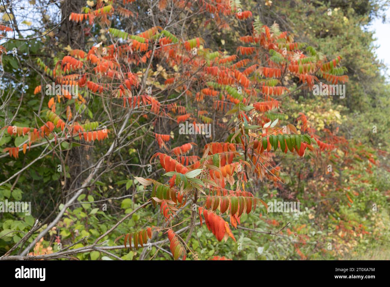 Sumak wächst im ländlichen Minnesota im Herbst. Stockfoto