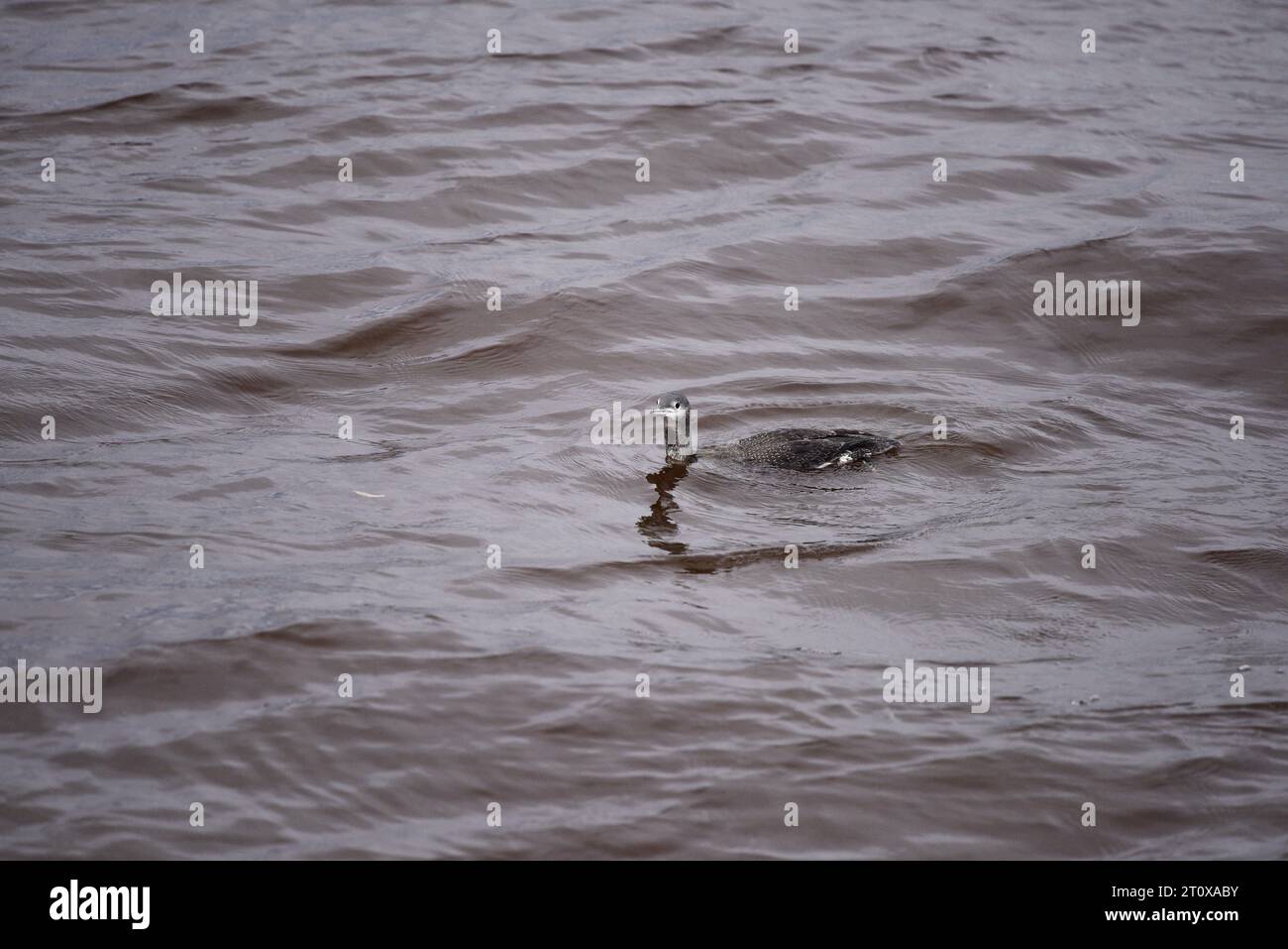 Rothohriger Loon oder Taucher Gavia stellata Stockfoto