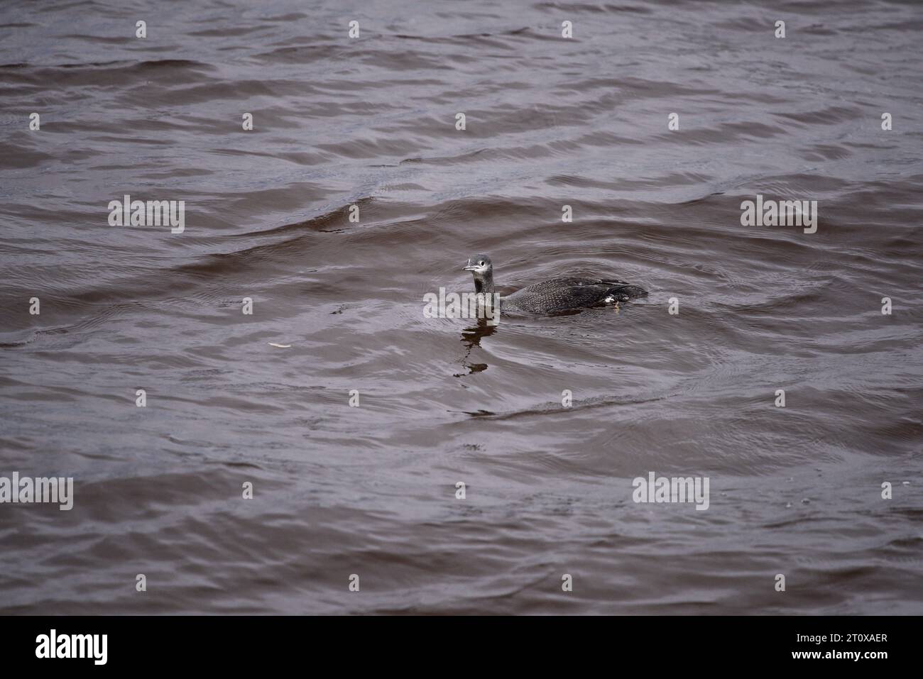 Rothohriger Loon oder Taucher Gavia stellata Stockfoto