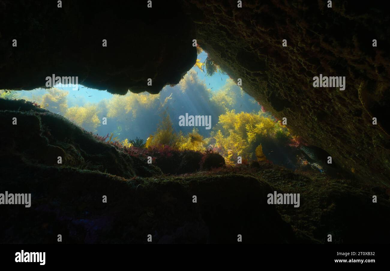 Ausgang einer Höhle unter Wasser mit Meeresalgen im Atlantik, natürliche Szene, Spanien, Galicien, Rias Baixas Stockfoto