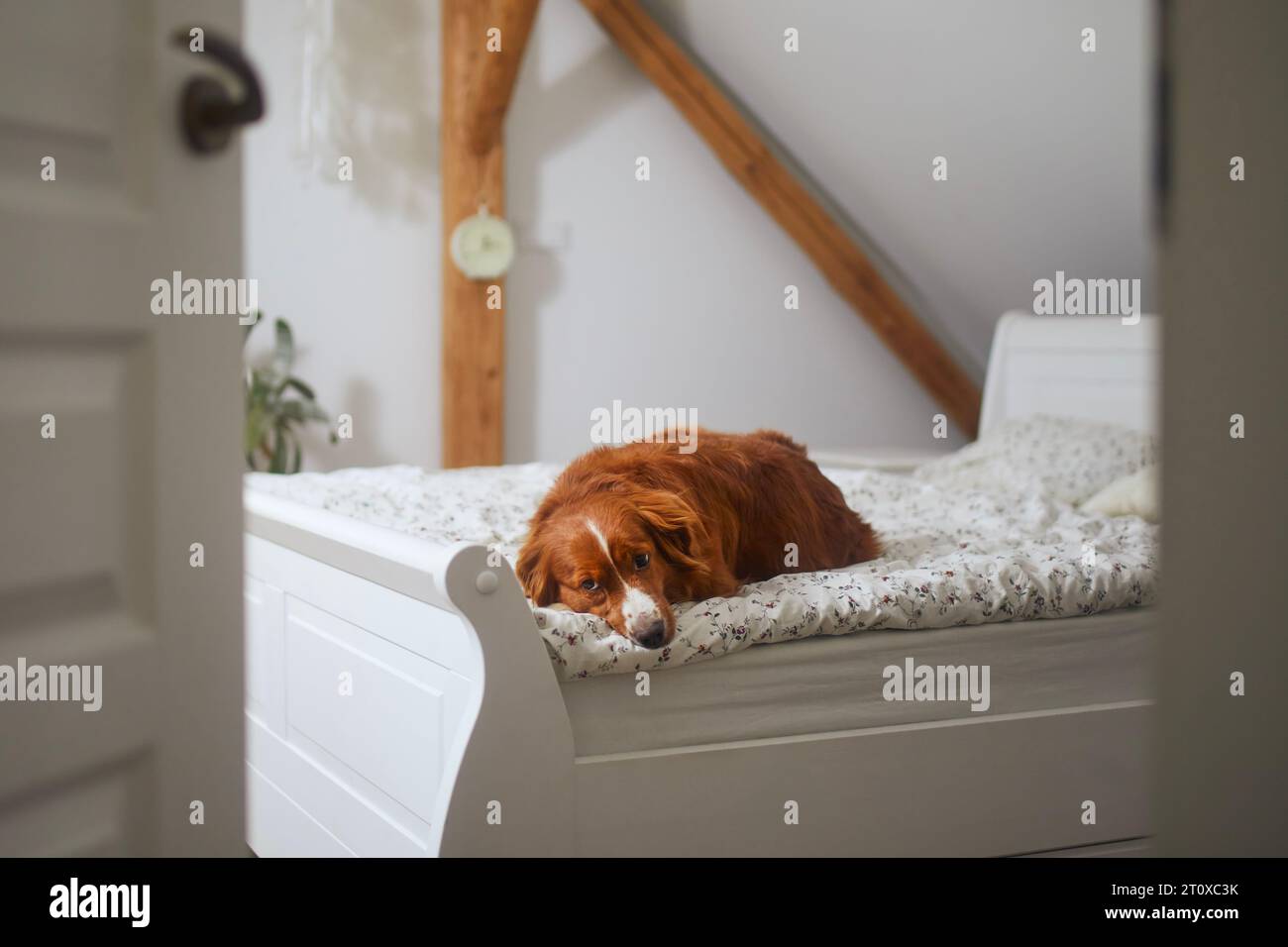 Trauriger Hund, der allein zu Hause wartet. Niedlicher Nova Scotia Duck Tolling Retriever, der auf dem Bett im Schlafzimmer liegt. Stockfoto