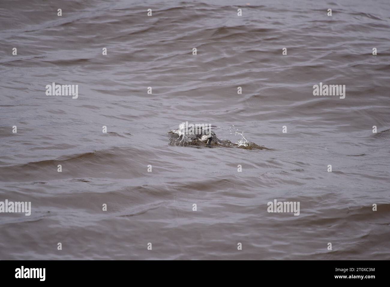 Rothohriger Loon oder Taucher Gavia stellata Stockfoto