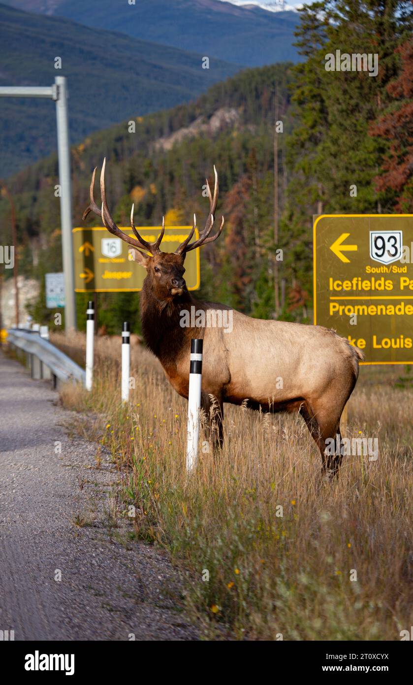 Große männliche Elche drehen den Kopf und beobachten den Autobahnverkehr in der Herbstgrube bei Jasper, Alberta, ein symbolisches Element des Konflikts zwischen Stadt und Natur, na Stockfoto