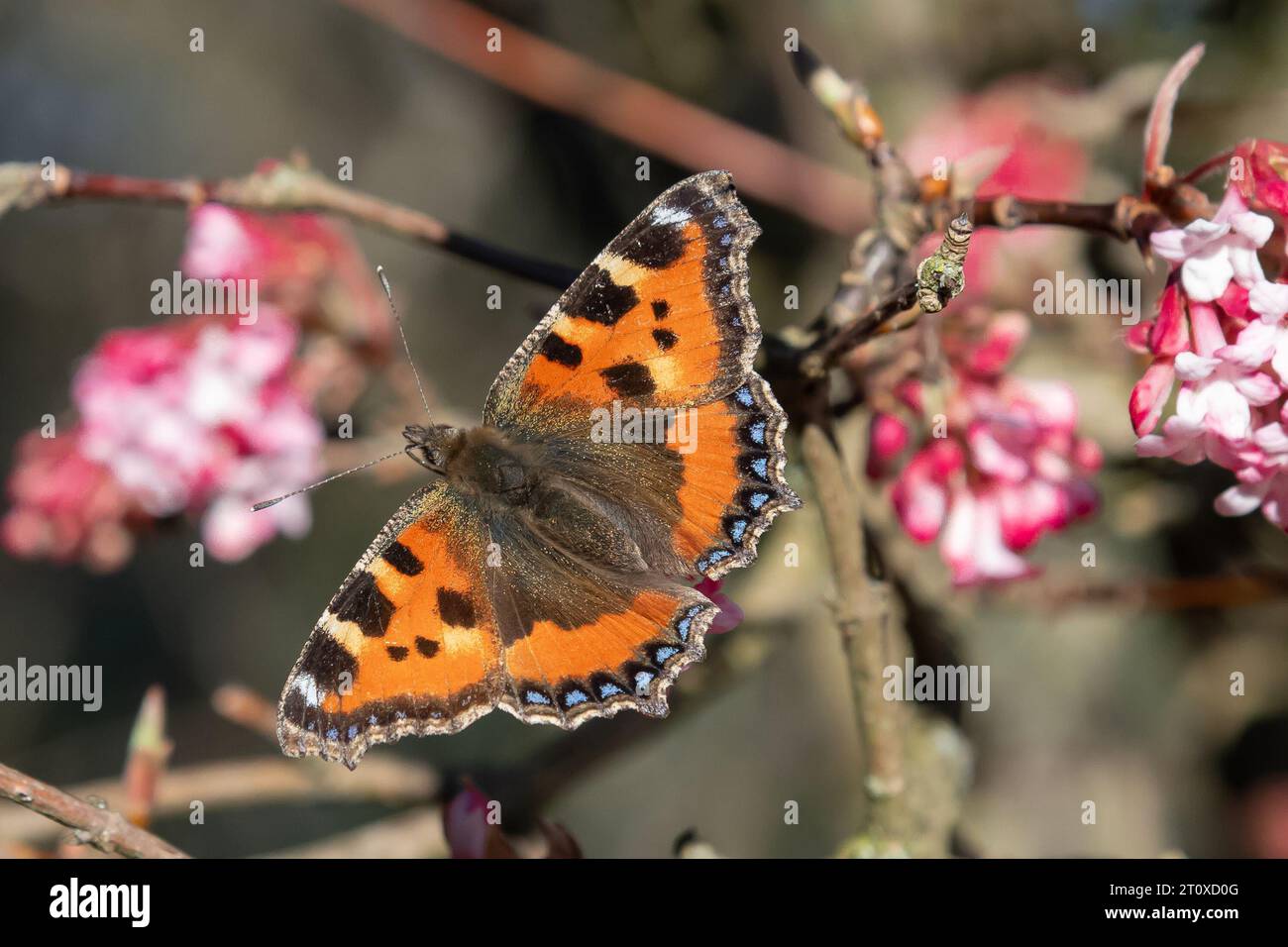 Schmetterling kleine Schildpatt sitzt auf einem Ast Stockfoto