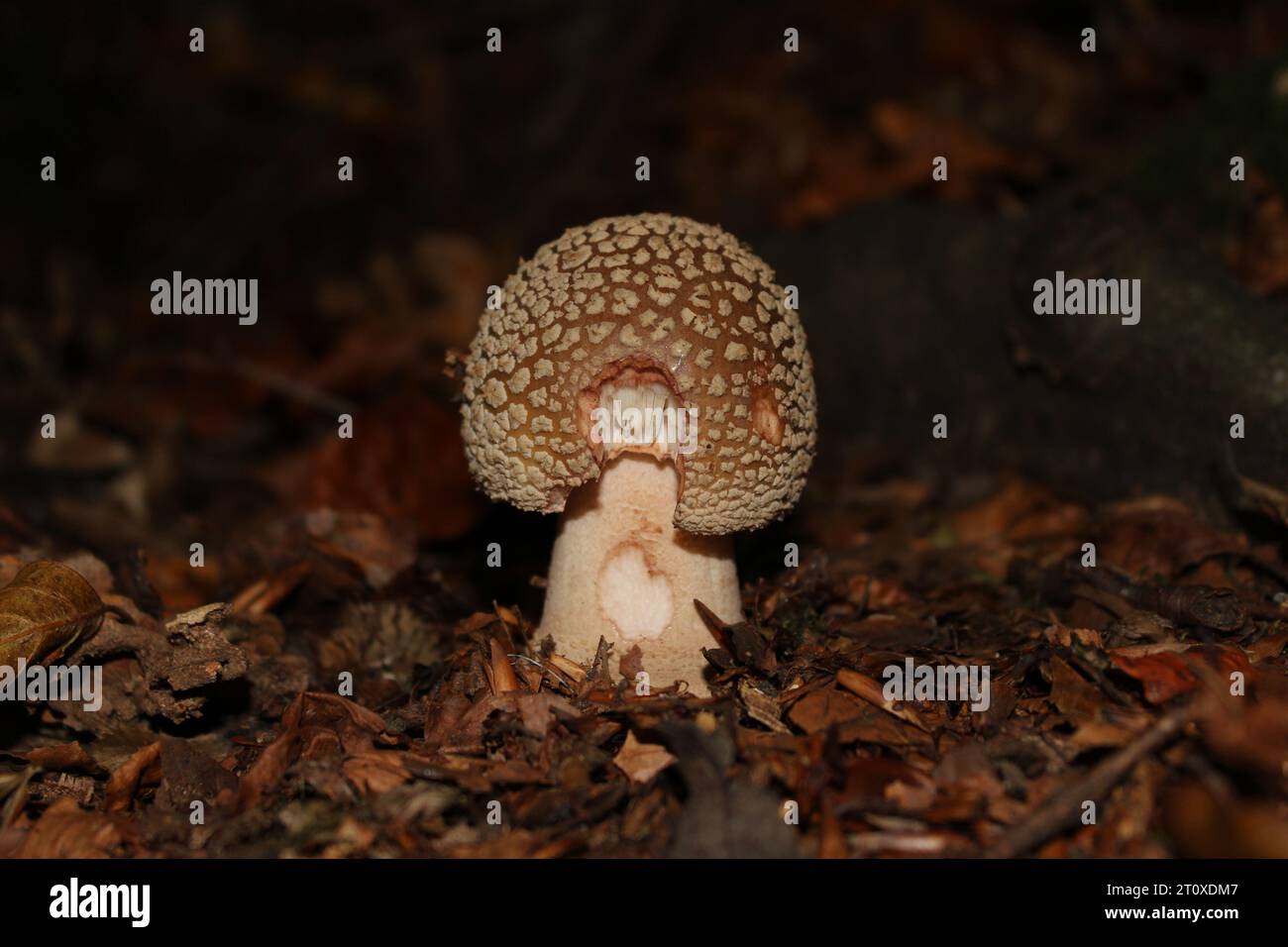 Blusher Mushroom (Amanita rubescens) im britischen Wald Stockfoto