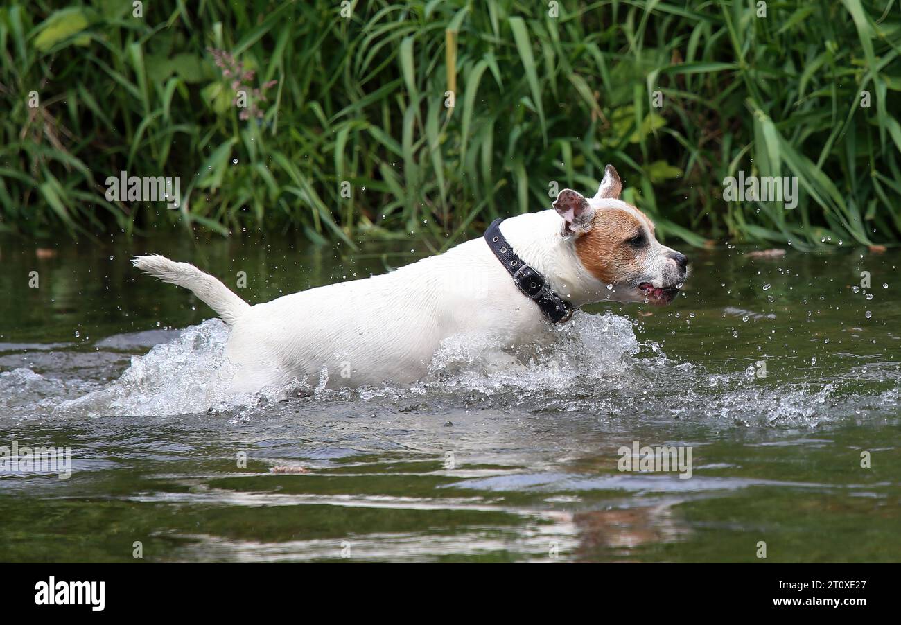 Staffordshire Bull Terrier Hund spielt im Fluss Stockfoto