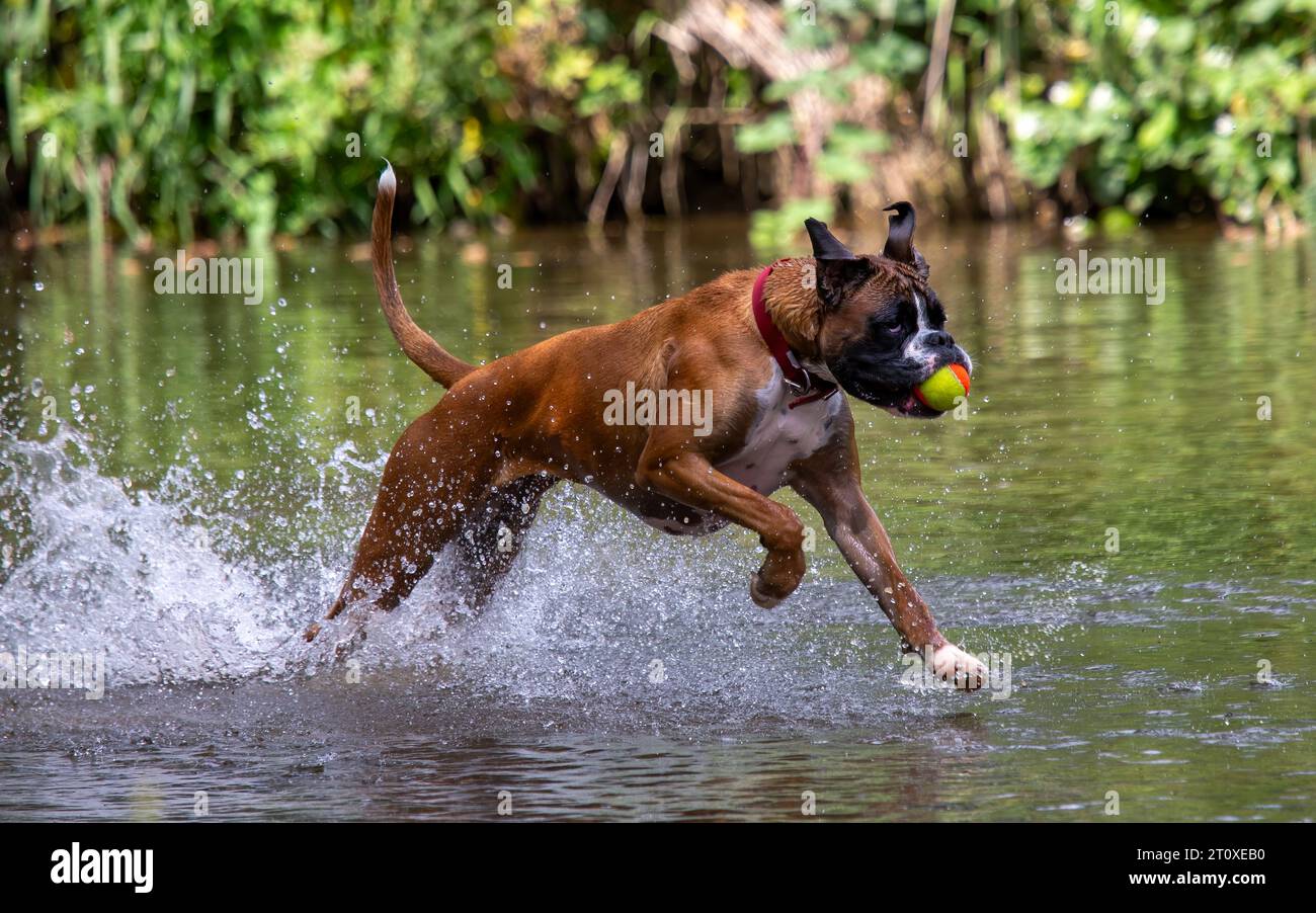 Boxer Dog spielt im Fluss Stockfoto