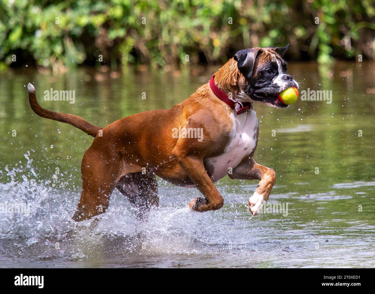 Boxer Dog spielt im Fluss Stockfoto