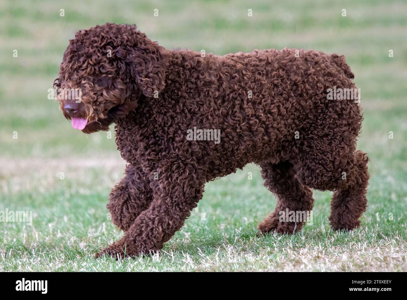 Brauner, lockiger, spanischer Wasserhund in Bewegung Stockfoto