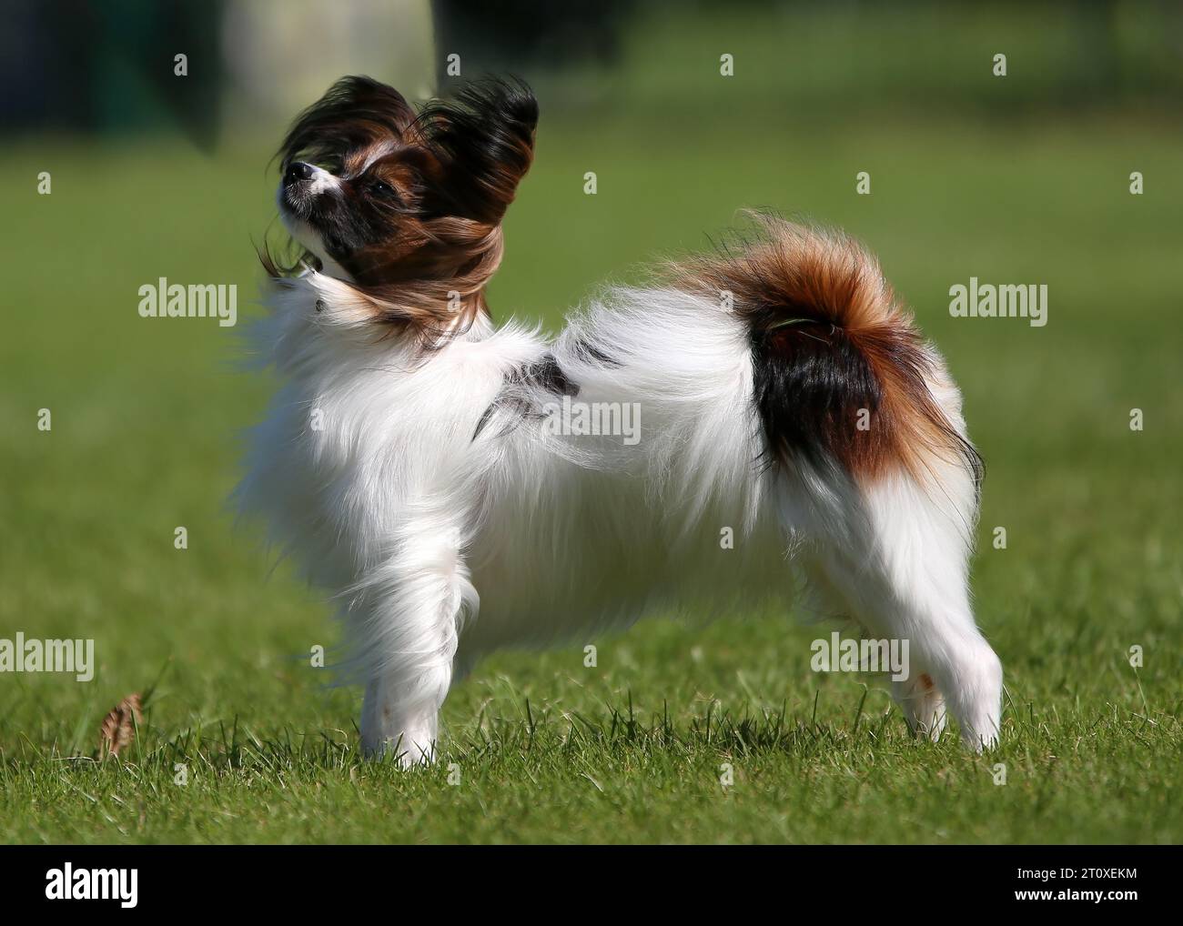Sable und White Papillon, auch Continental Toy Spaniel genannt, Welpe steht auf Gras Stockfoto
