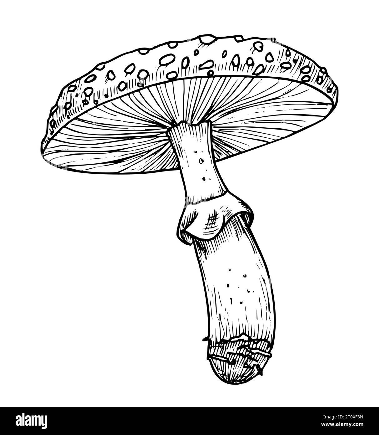 Zeichnung von Fliegenpilz. Handgezeichnete Vektorillustration von Waldpsychedelischen Pilzen in linearer Datei. Skizze des Zauberpilzes, in Schwarz-weiß-Farben gemalt. Skizze einer Waldpflanze für Symbol. Stock Vektor