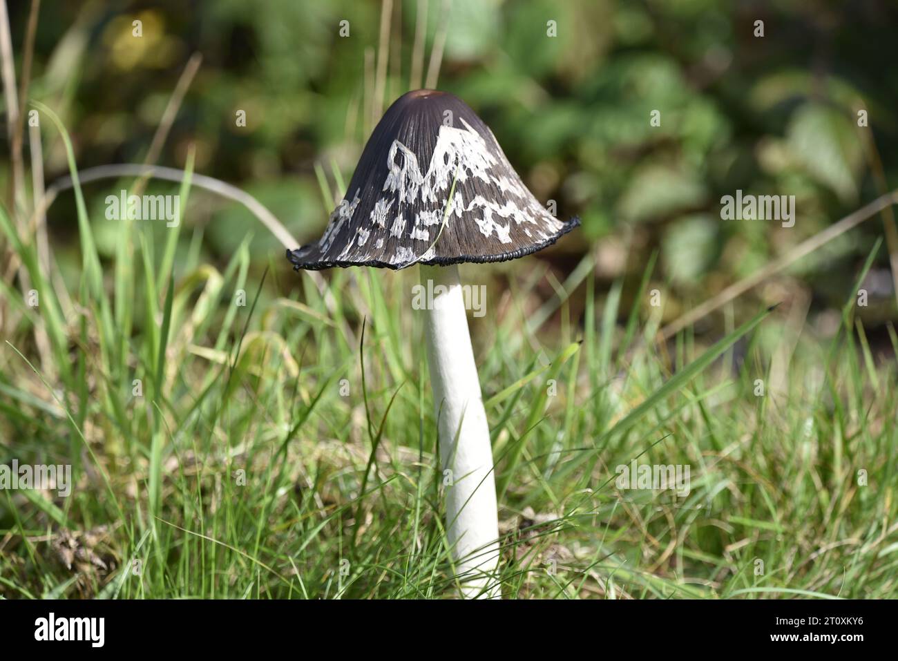 Shaggy Inkcap (Coprinus comatus), glockenförmig mit schwärzenden Rändern, Single Stem in Grass, aufgenommen an einem sonnigen Tag im Oktober in Mitte Wales, Großbritannien Stockfoto