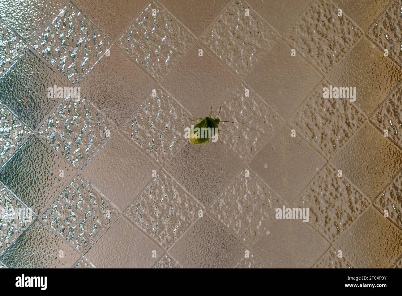 Makrobild im natürlichen Licht eines isolierten Exemplars von grün marmoriertem Stinkwanzen, fotografiert an einer Hauswand. Wissenschaftlicher Name Halyomorpha hal Stockfoto