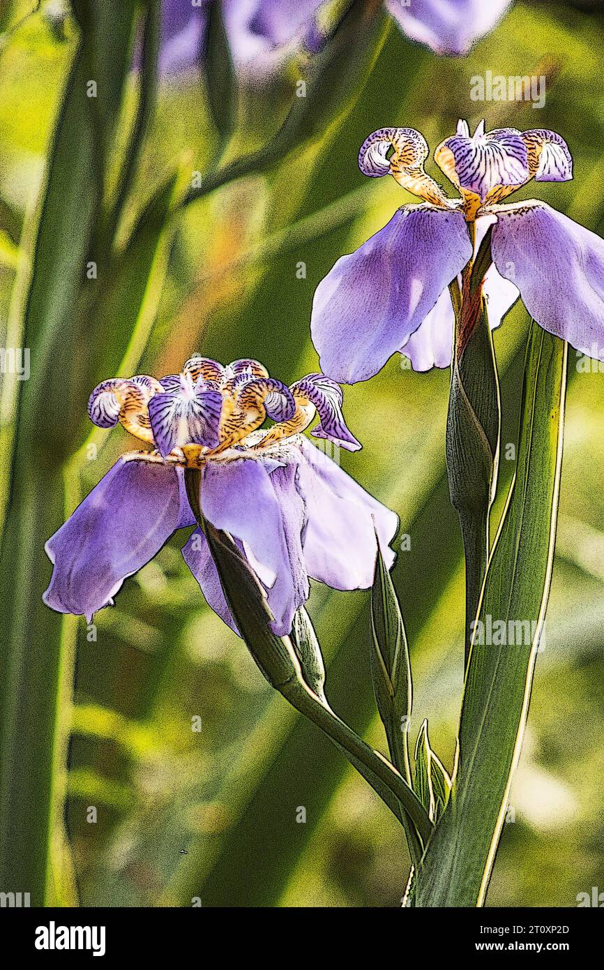 Blaue Iris auf natürlichem Hintergrund Stockfoto