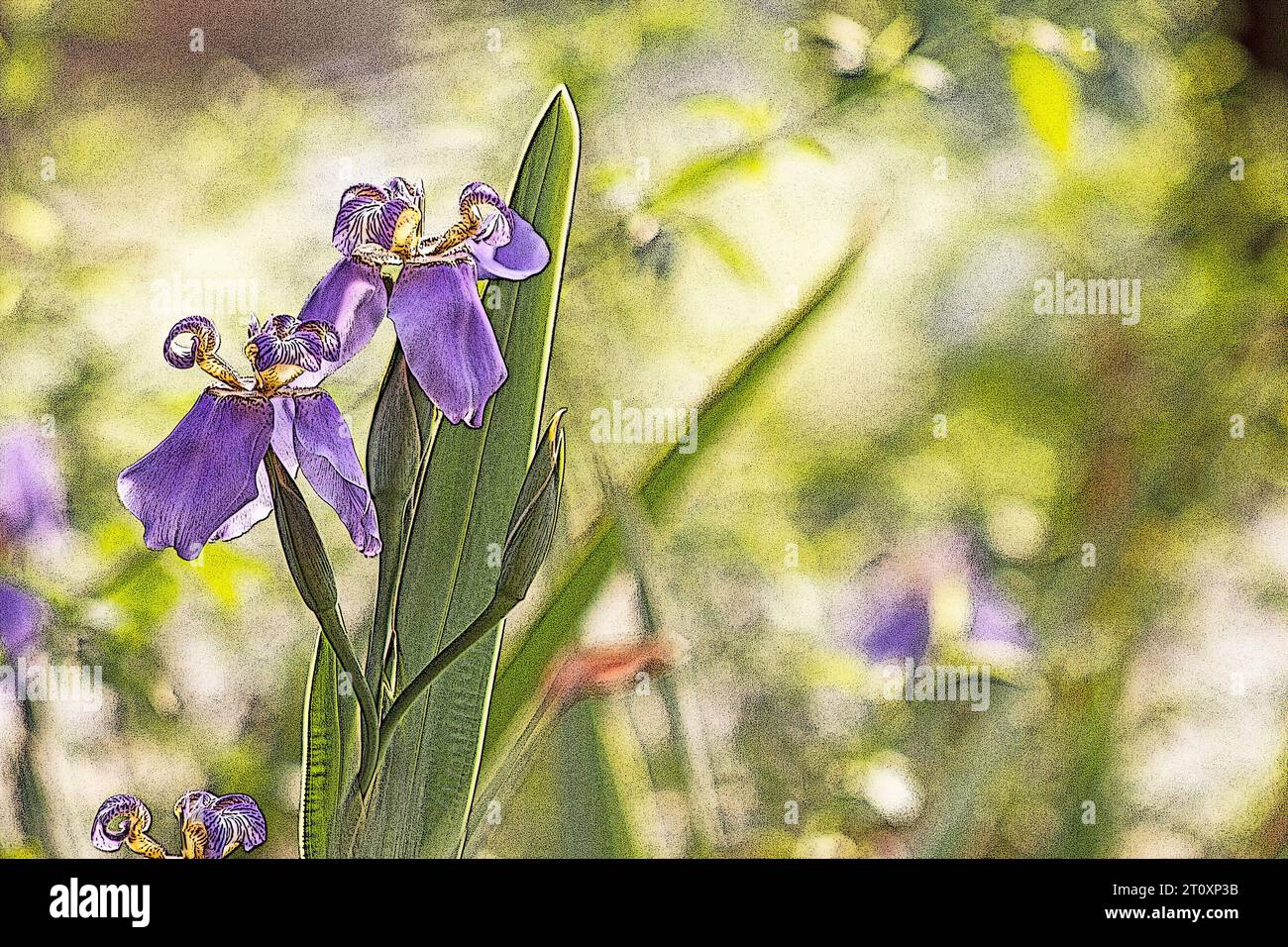 Blaue Iris auf natürlichem Hintergrund Stockfoto
