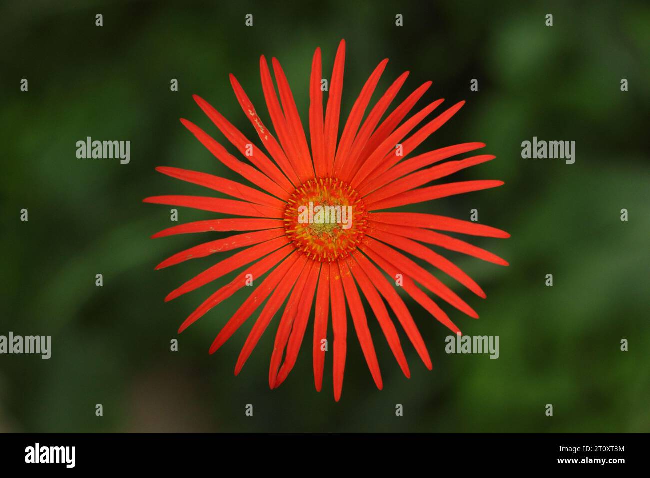 Eine rote Gerbera Gänseblümchen Stockfoto