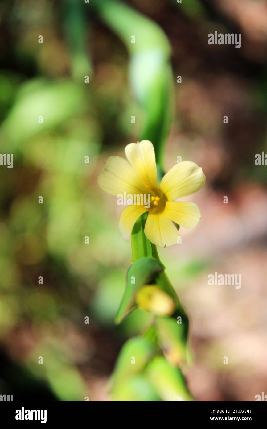 Wunderschöne gelbe Wildblume aus Chile Stockfoto