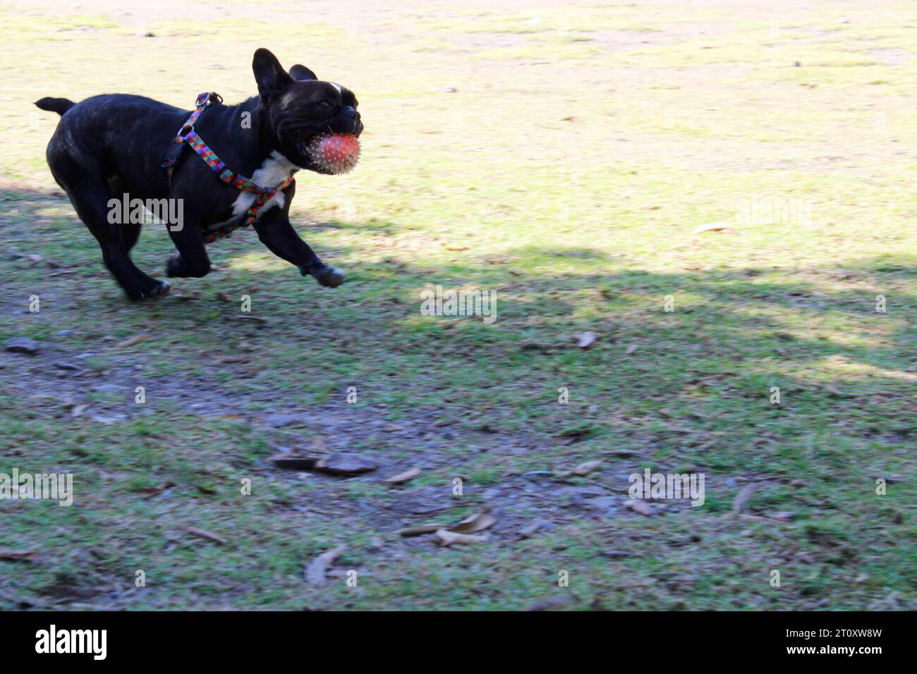 Französische Bulldogge läuft mit seinem Ball im Park Stockfoto