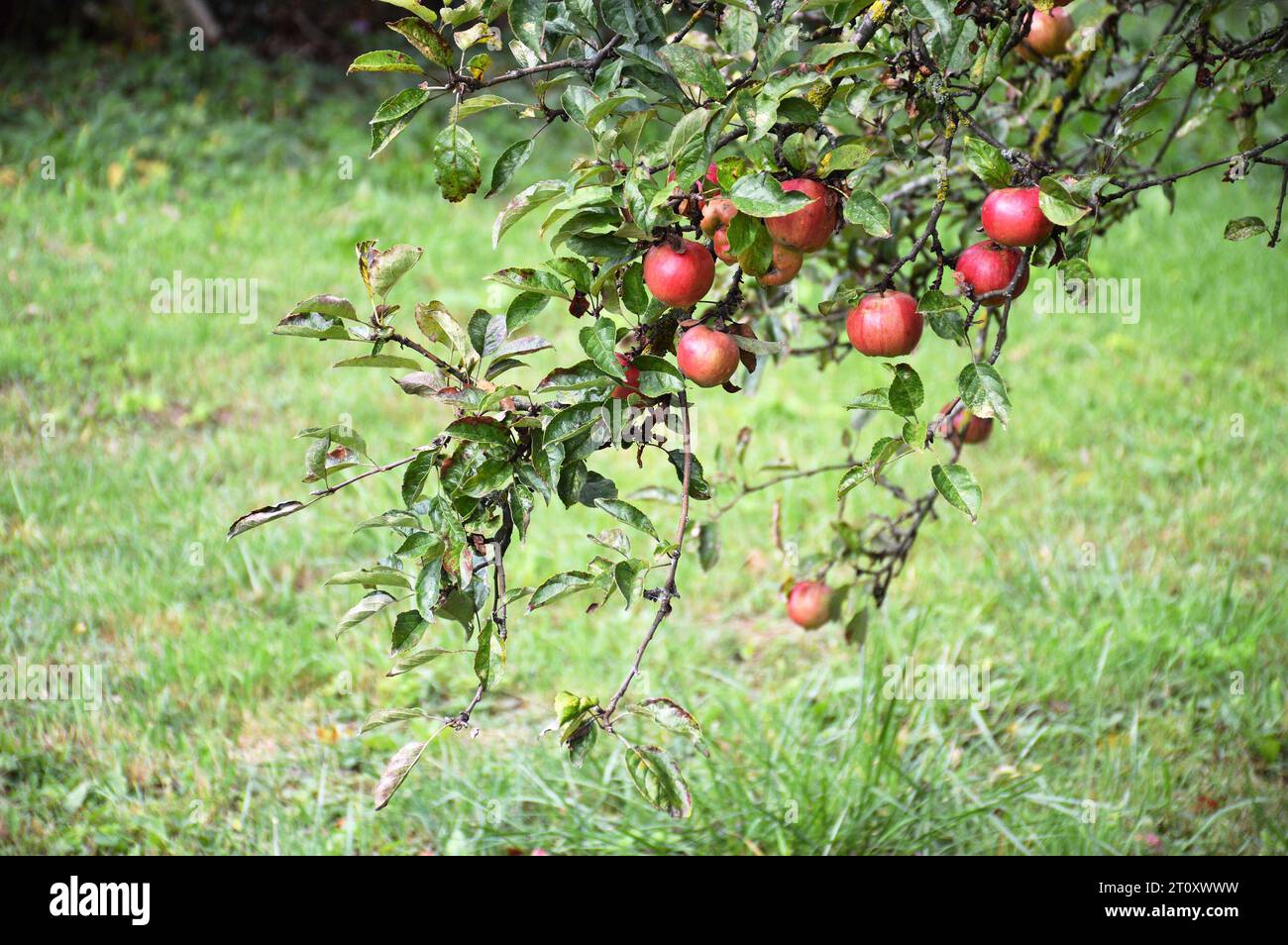 Rote Äpfel hängen an den Ästen im Garten. Erntekonzept. Stockfoto