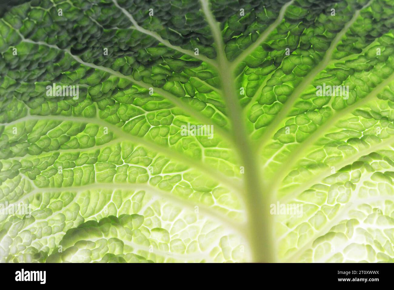 Makrobild der Rohtextur der Laubblätter des savoyenkohls. Grüner savoyenkohlblatthintergrund. Stockfoto