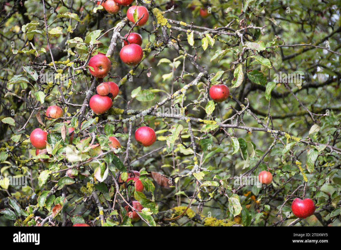 Rote Äpfel hängen an den Ästen im Garten. Hintergrund des Erntekonzepts. Stockfoto