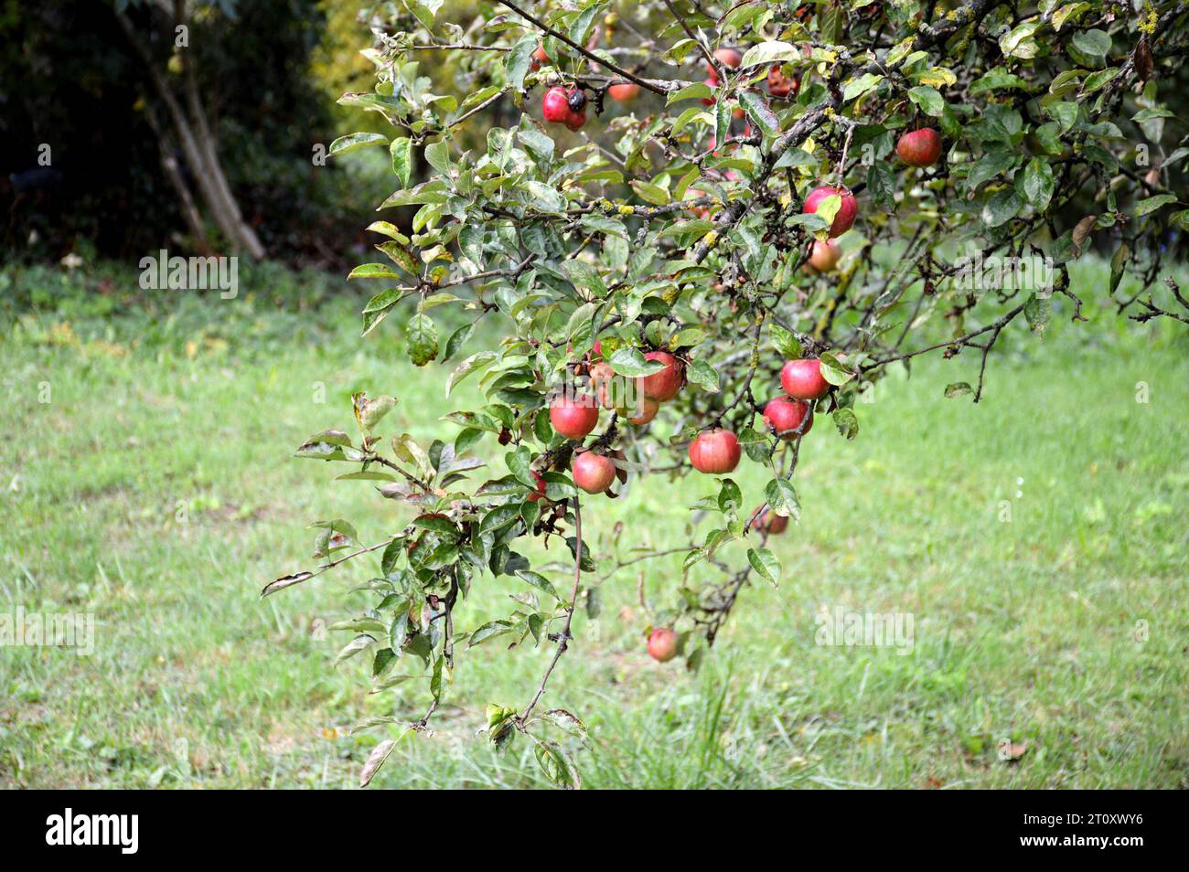 Reife Apfelfrüchte hängen an den Ästen im Garten. Erntekonzept. Stockfoto