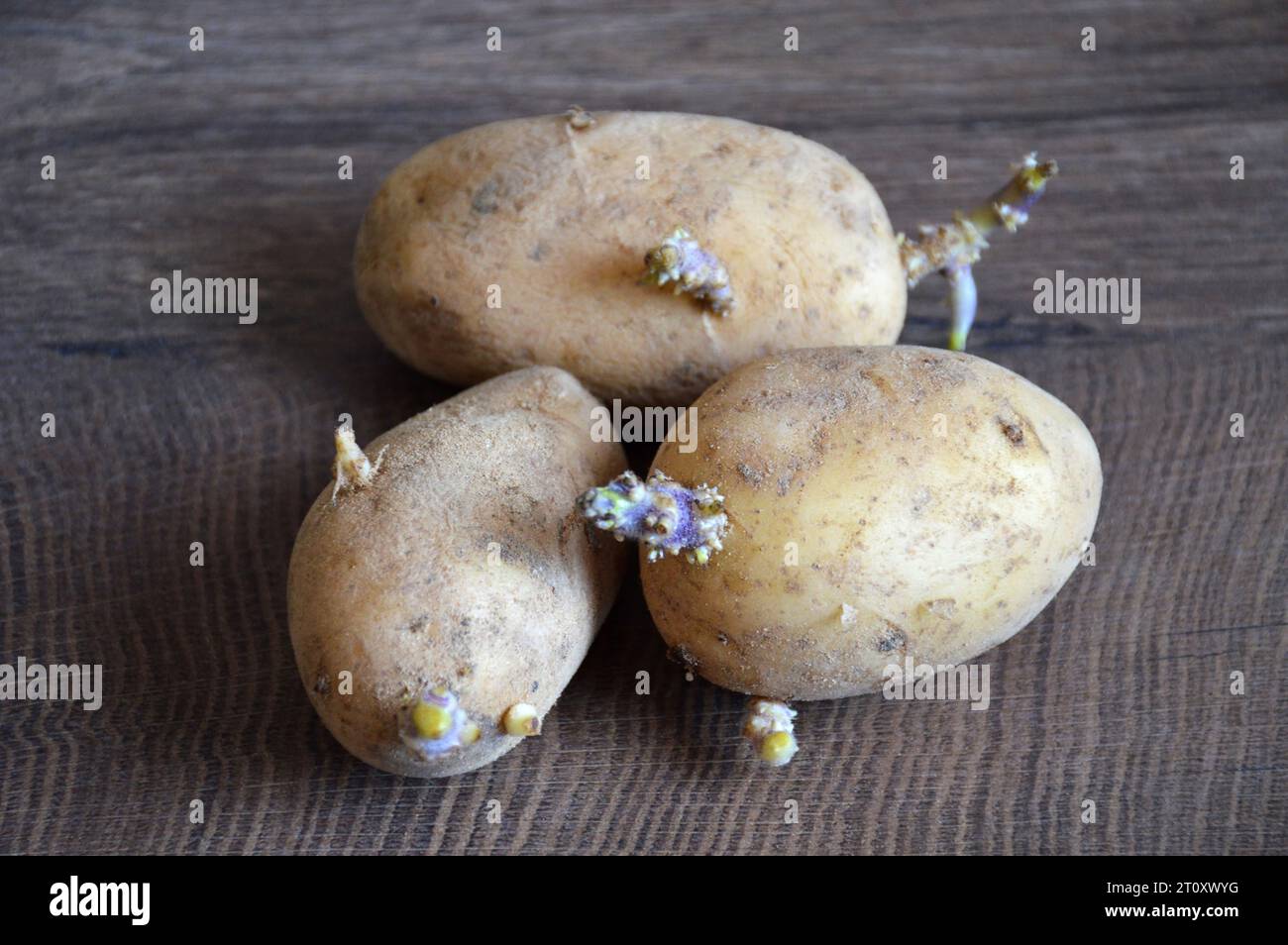 Keimkartoffeln auf hölzernem Hintergrund Stockfoto
