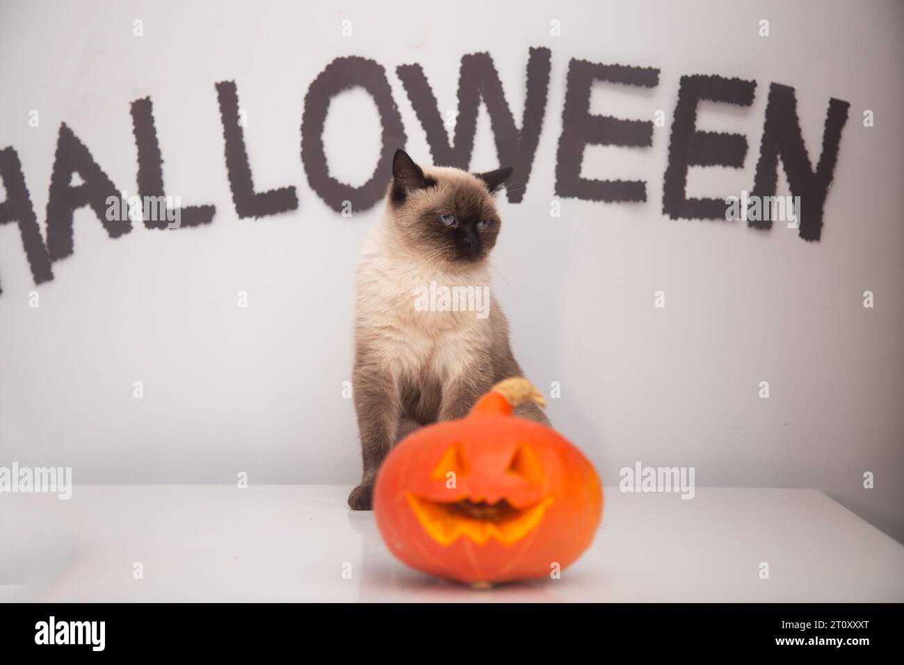 Fröhliches Halloween Stockfoto