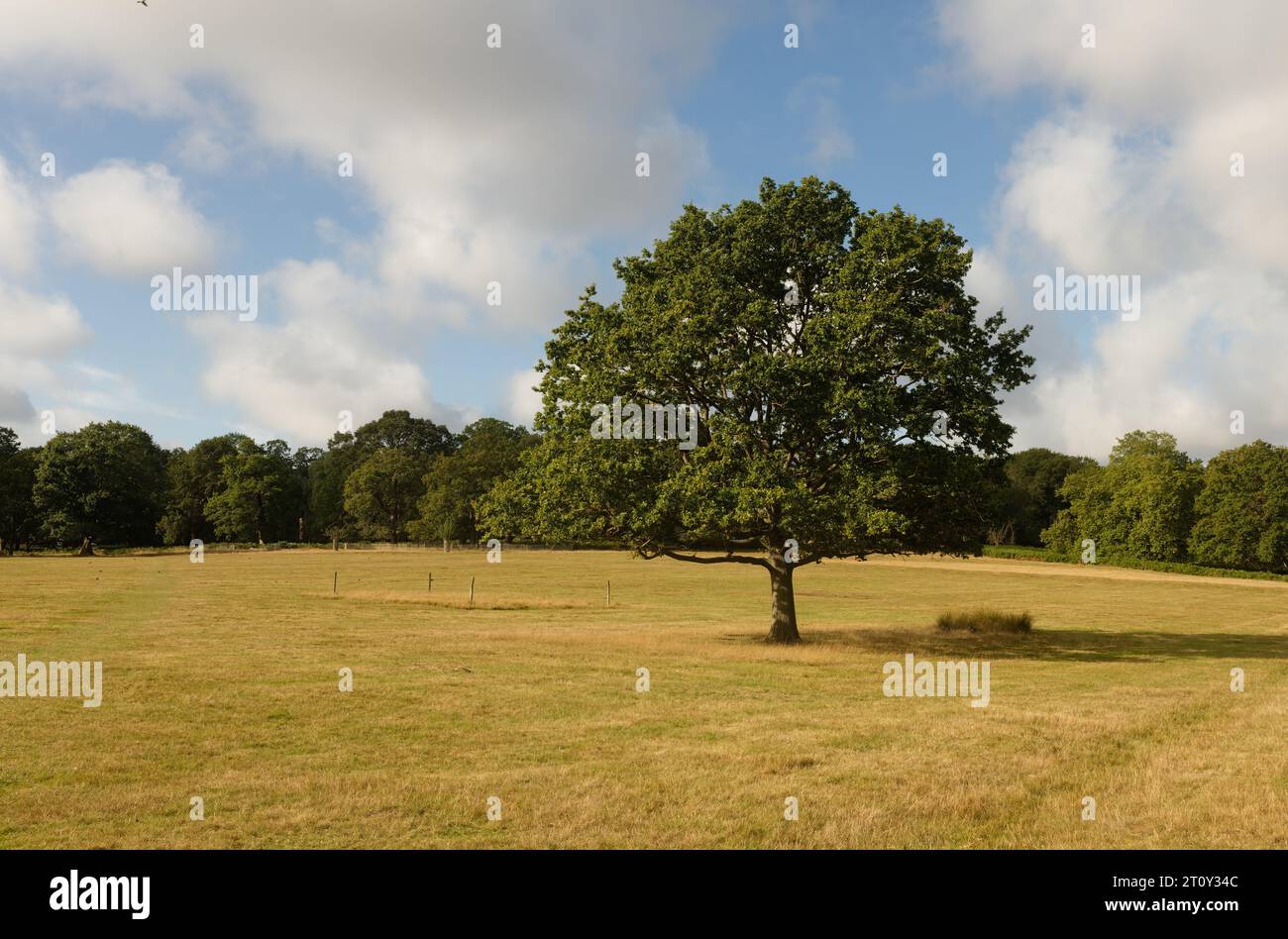 Der einzelne Baum im Flugfeld im Richmond Park, London, England Stockfoto