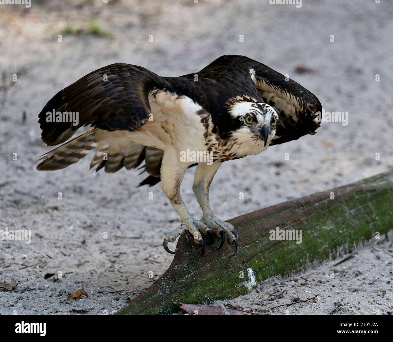 Osprey-Vogel-Nahansicht mit unscharfem Hintergrund, mit braunen Federn, gespreizten Flügeln, Augen, Schnabel, Krallen, in seiner Umgebung. Stockfoto