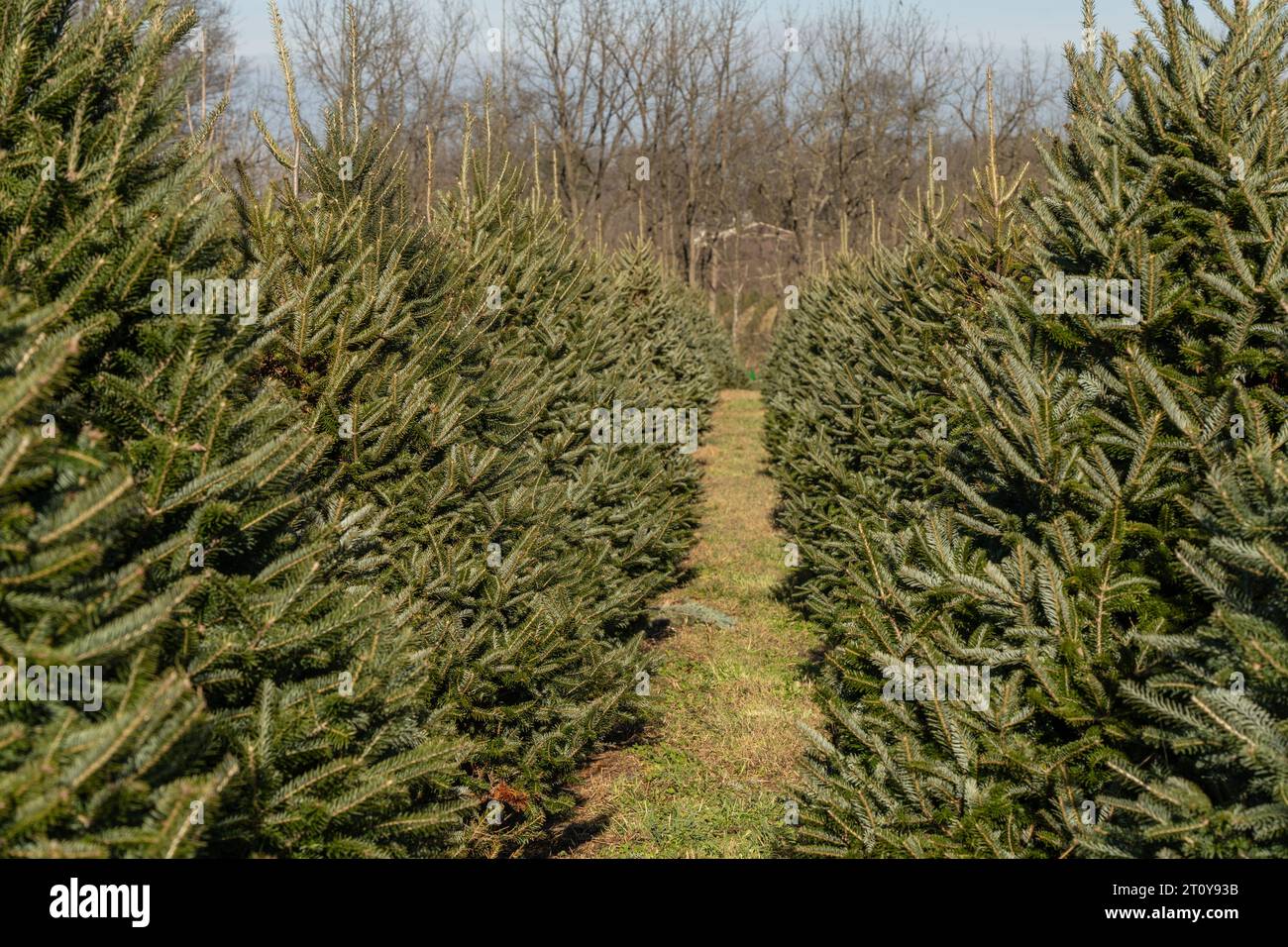 Auf der Baumfarm im ländlichen Berks County, Pennsylvania, wartet eine festliche Reihe von Weihnachtsbäumen auf die Weihnachtseinkäufer Stockfoto