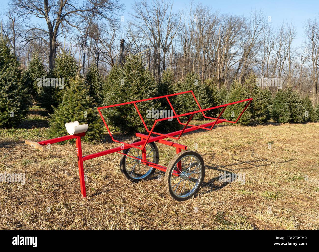 Ein leuchtend roter Wagen hebt sich zwischen den üppig grünen Weihnachtsbäumen der Baumfarm hervor, die bereit sind, um festliche Evergreens zu transportieren Stockfoto