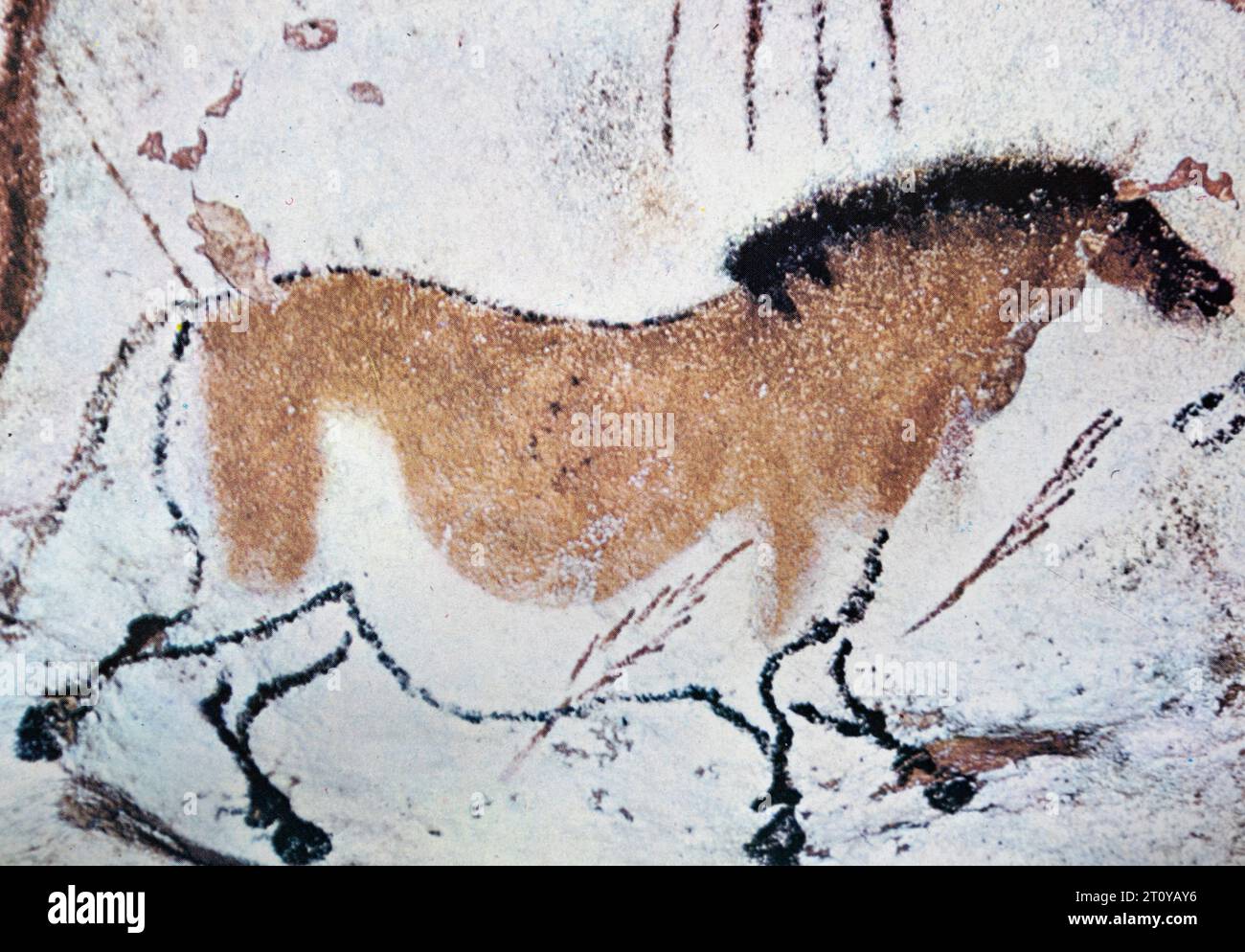 Gemälde eines chinesischen Pferdes aus den Lascaux-Höhlen, Dordogne, Frankreich (Halbtonpostkartenbild). Stockfoto