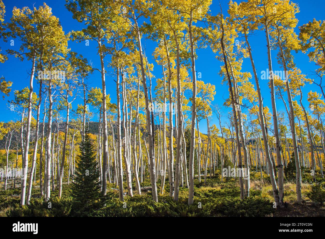 Der Pando. Der größte lebende Organismus auf dem Planeten Erde. Aspen klont aus einem einzigen Root-System. 9000 Jahre alt. Stockfoto
