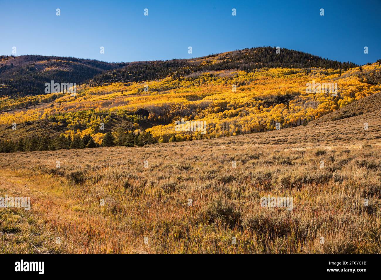 Der Pando. Der größte lebende Organismus auf dem Planeten Erde. Aspen klont aus einem einzigen Root-System. 9000 Jahre alt. Stockfoto