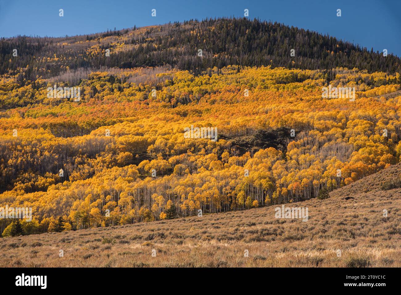 Der Pando. Der größte lebende Organismus auf dem Planeten Erde. Aspen klont aus einem einzigen Root-System. 9000 Jahre alt. Stockfoto