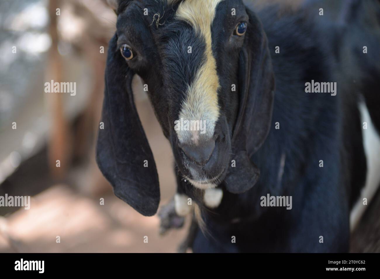 Dies ist eine der großen Ziegen in Srilanka. Die Farbe ist schwarz-weiß. Stockfoto