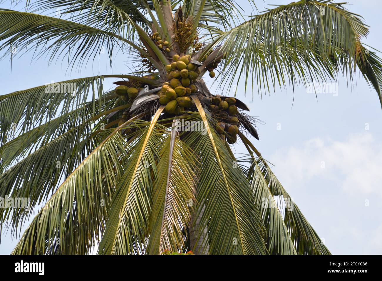 Die Kokospalme ist sehr hoch. Windzeiten Stockfoto