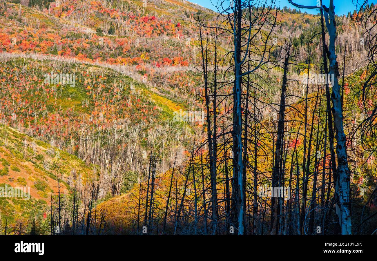 Wunderschönes neues Wachstum in einem ausgebrannten Wald. Utah, USA. Stockfoto