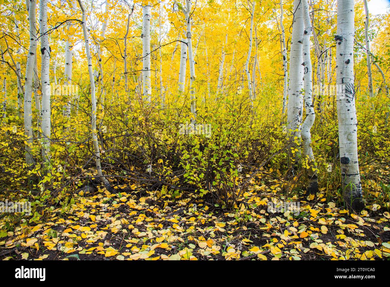 Der Pando. Der größte lebende Organismus auf dem Planeten Erde. Aspen klont aus einem einzigen Root-System. 9000 Jahre alt. Stockfoto