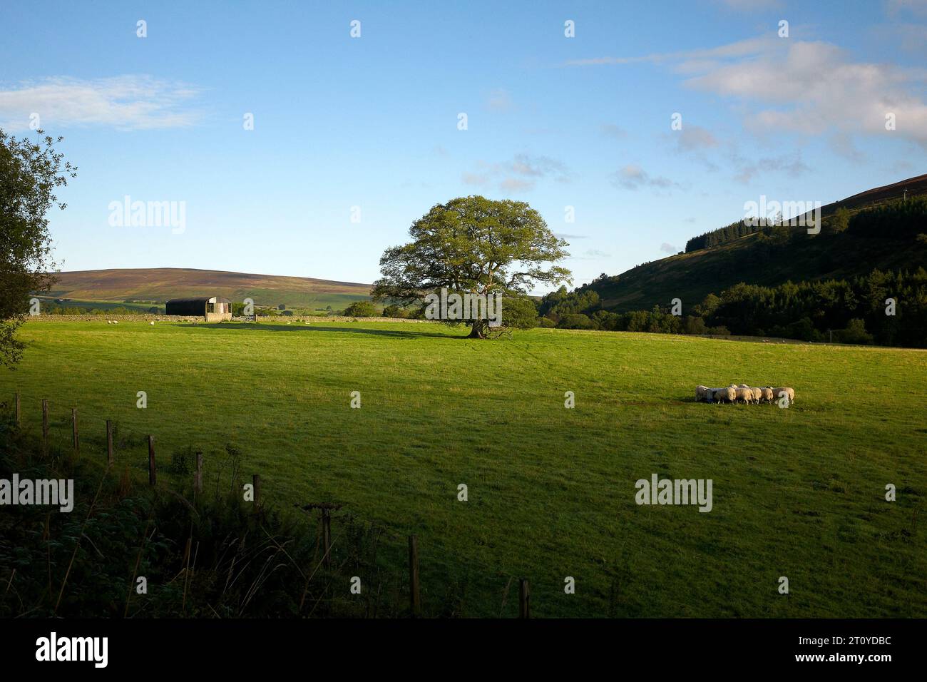 Farbaufnahme einer Scheune und Schaffütterung, Kirkhaugh, Northumberland, England, Vereinigtes Königreich, 2022. Stockfoto