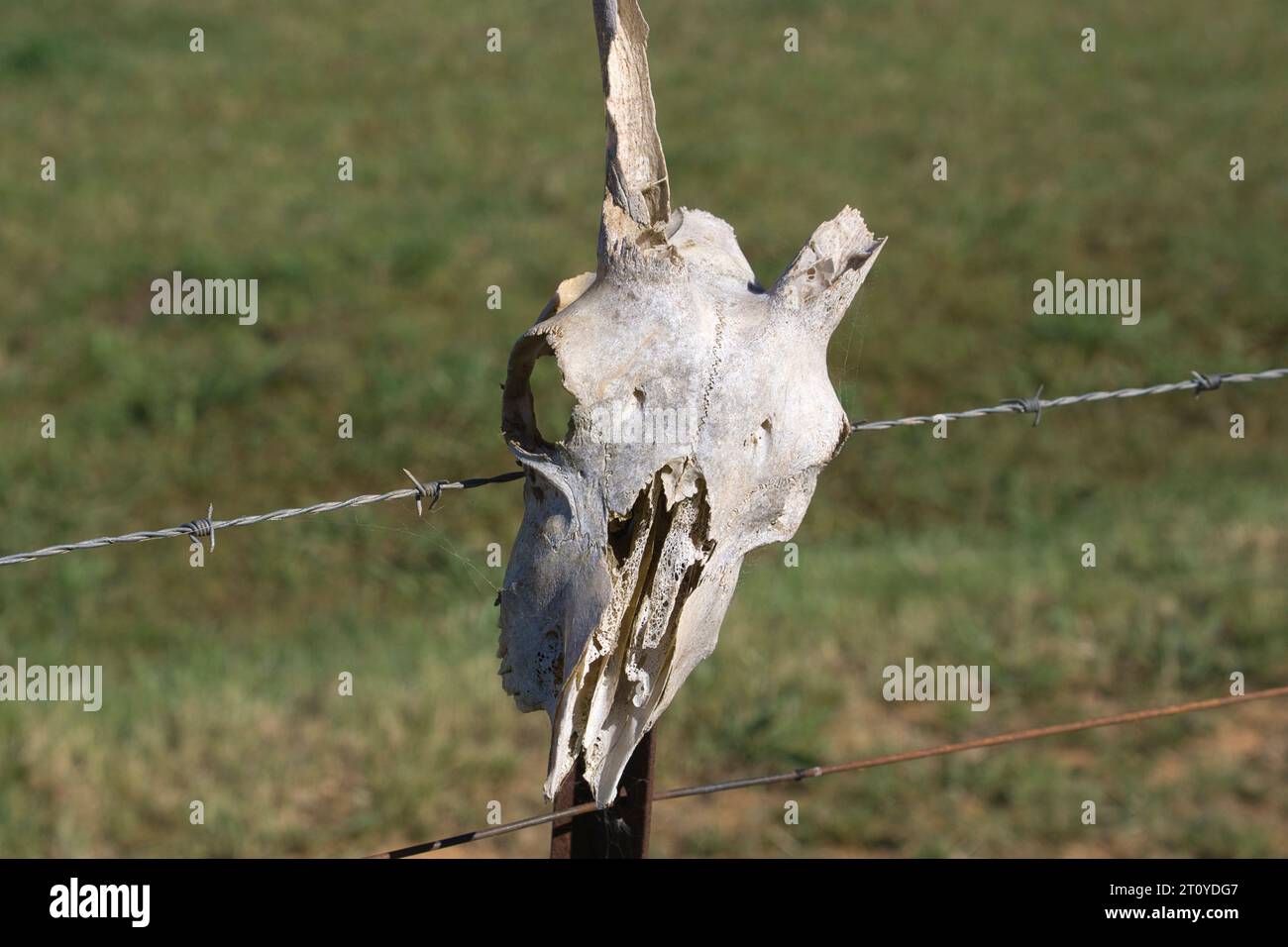 Ein von der Sonne gebleichter weißer Tierschädel mit gebrochenem Horn an einem Farmzaun Pfosten. Stockfoto