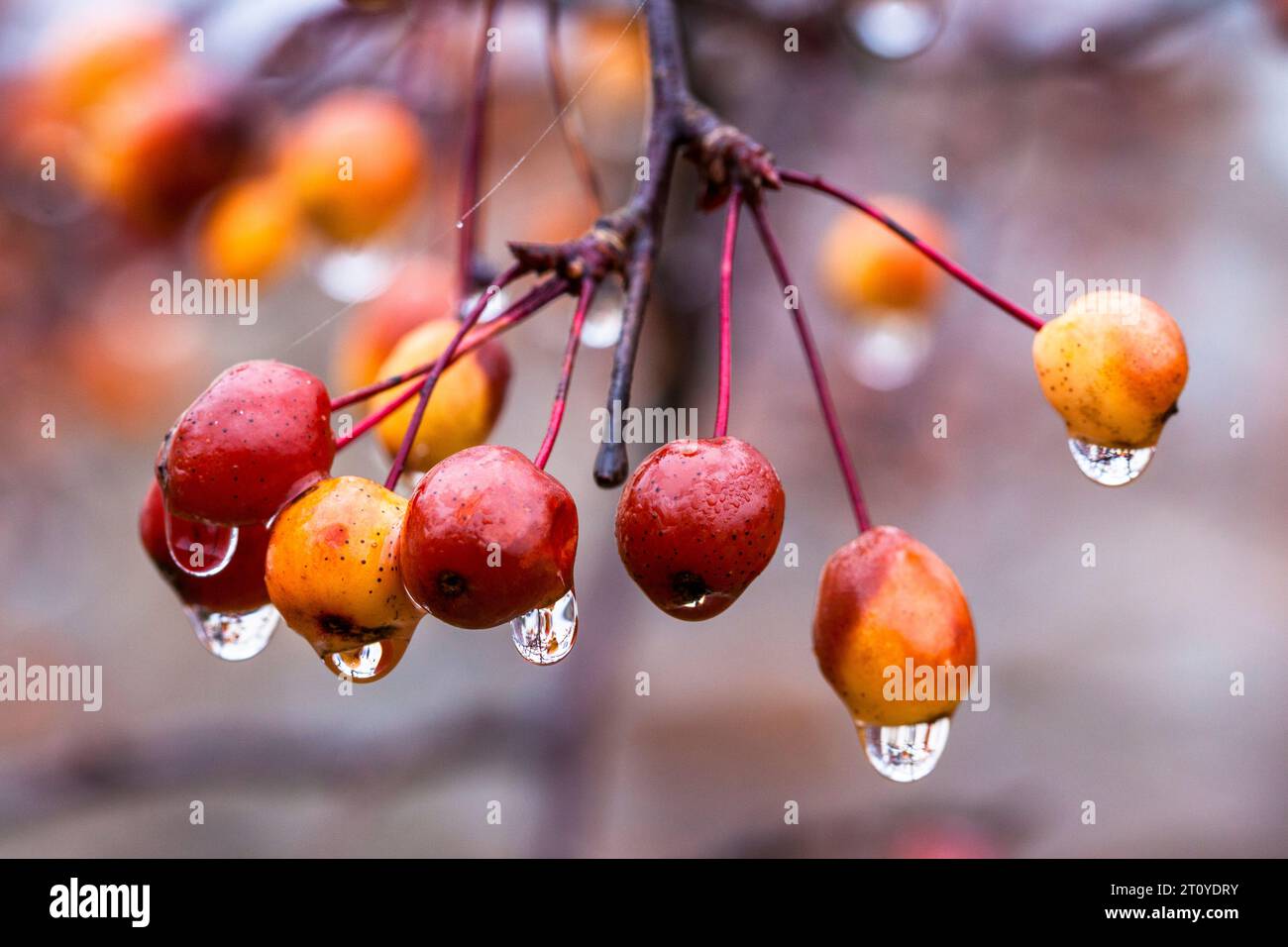 Krabbenäpfel und Wassertröpfchen Stockfoto