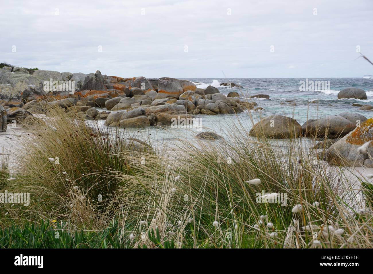 Felsen bedeckt mit Orangen- und Rotalgen an der Küste mit langem Gras am berühmten Touristenziel Bay of Fires, Tasmanien, Australien Stockfoto