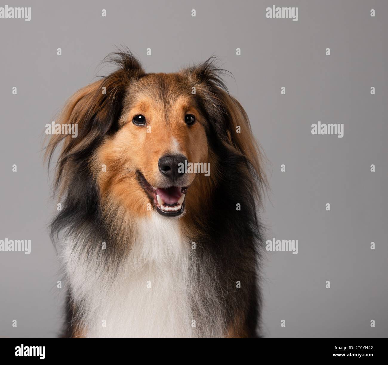 Porträt eines shetland Schäferhundes Stockfoto