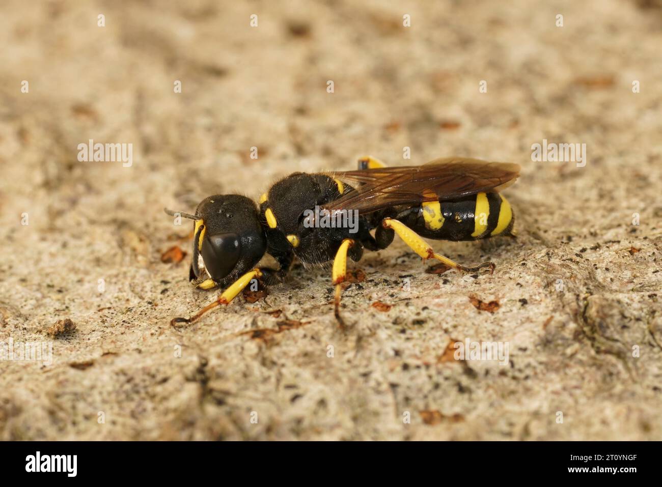 Natürliche Nahaufnahme auf einer quadratischen Baggerwespe, Ectemnius continuus, sitzend auf einem Stück Holz Stockfoto