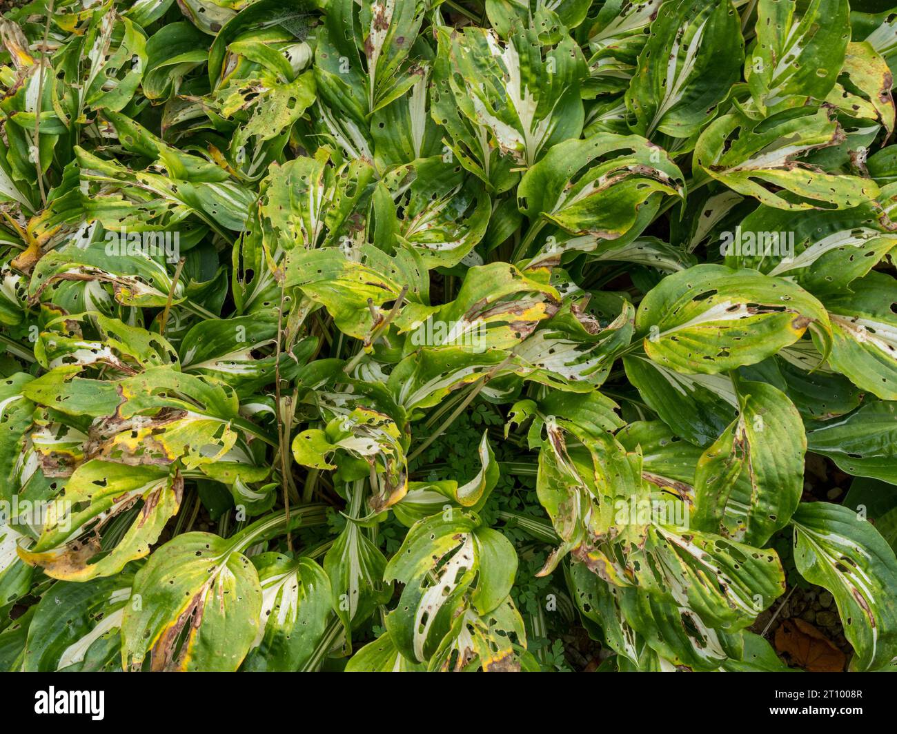 Hosta-Blätter mit Löchern, die durch ausgedehnte Gartenschädlingsschäden verursacht wurden, England Stockfoto